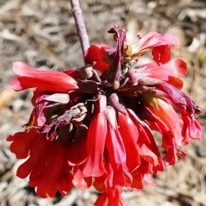 Kalanchoe delagoensis, mother of thousands, 99, Miles