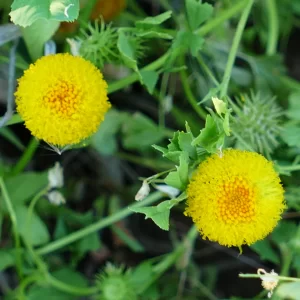 Leiocarpa leptolepis, stalked plover daisy, Cunnamulla