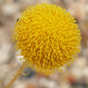Leiocarpa panaetioides, St George_Warwick Road