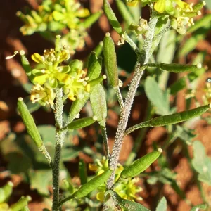 Lemphoria eremigena, Paddabilla bore Eulo