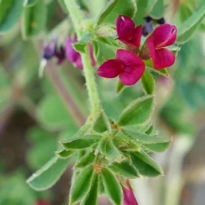 Lotus cruentus, red-flowered lotus, Bowra Wildlife Sanctuary, Cunnamulla