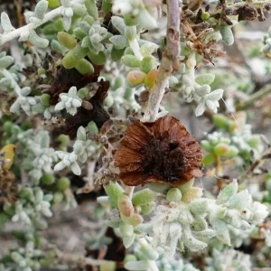 Maireana astrotricha, low bluebush, Mungerannie