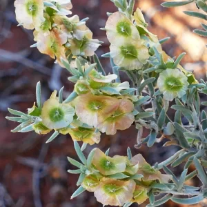 Maireana decalvans, black cottonbush, Paddabilla bore, Eulo