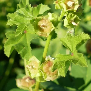 Malva parviflora, small-flowered mallow, 99, Cunnamulla