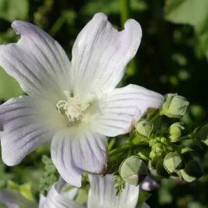 Malva weinmanniana, Australian hollyhock, Thargomindah
