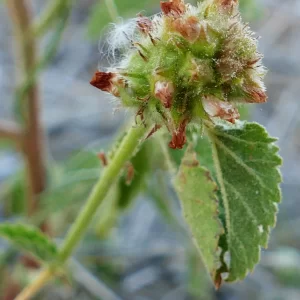Malvastrum americanum var. americanum, spiked malvastrum, 99, Thargomindah