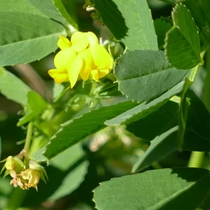Medicago polymorpha, bur clover, 99, Roma
