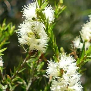 Melaleuca trichostachya, flax-leaf paperbark, Charleville
