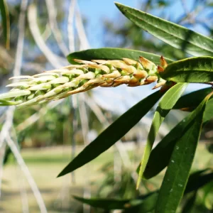 Melaleuca viminalis, weeping bottlebrush, Charleville