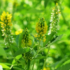 Melilotus indicus, King Island Melilot, 99, Roma