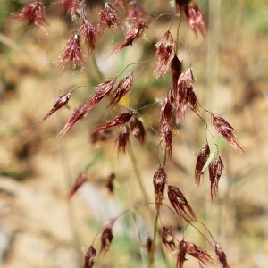 Melinis repens, natal grass, 99, Miles
