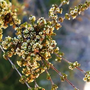 Micromyrtus carinata, Gurulmundi heath myrtle, Miles