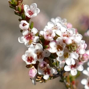 Micromyrtus sessilis, Miles