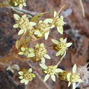 Minuria annua, annual minuria, Bowra Wildlife Sanctuary, Cunnamulla