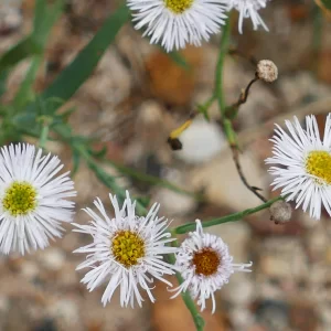 Minuria integerrima, smooth minuria, St George_Warwick Road