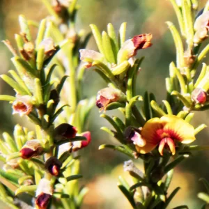 Mirbelia aotoides, Miles