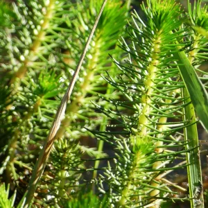 Myriophyllum crispatum, upright water milfoil, Chinaman's Lagoon, Miles
