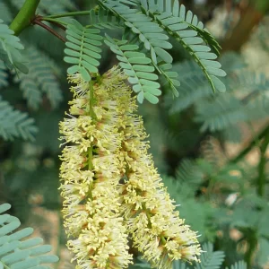 Neltuma pallida, kiawe, 99, Windorah