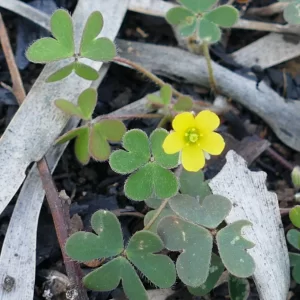 Oxalis corniculata, creeping wood sorrell, Miles