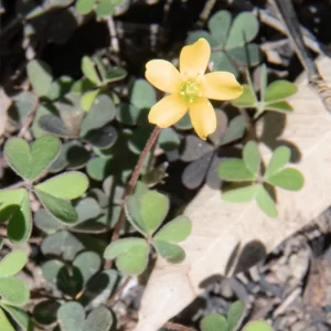 Oxalis perennans, woody-root oxalis, Miles
