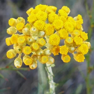 Ozothamnus diotophyllus, yellow rice flower, Miles
