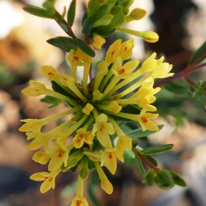 Pimelea curviflora subsp. divergens, Miles