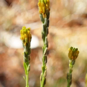 Pimelea elongata, Quilpie_Thargomindah Road