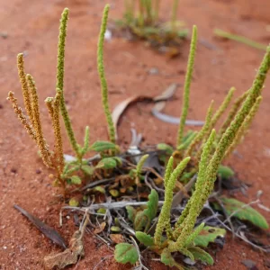 Plantago debilis, weak plantain, Charleville