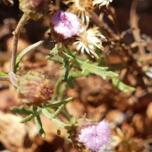 Pluchea dentex, Hell Hole Gorge NP, Adavale,