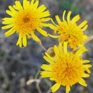 Podolepis longipedata, tall copper-wire daisy, Bowra Wildlife Sanctuary, Cunnamulla