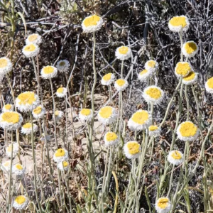 Polycalymma stuartii, poached egg daisy, Innamincka Road