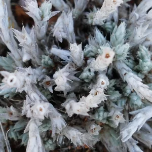 Polycarpaea multicaulis, Hell Hole Gorge NP, Adavale