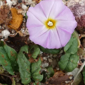 Polymeria pusilla, St George_Warwick road