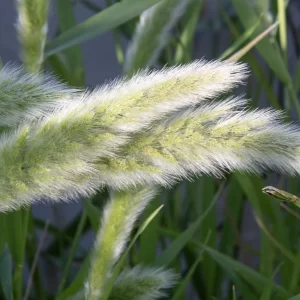 Polypogon monspeliensis, annual beardgrass, 99, Birdsville