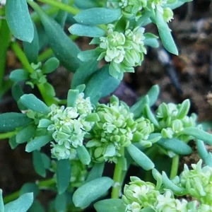 Poranthera microphylla, small poranthera, Miles