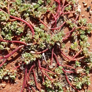 Portulaca oleracea, common purslane, 99, Thargomindah