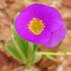 Calandrinia balonensis, Broad-Leaf Parakeelya, St. George