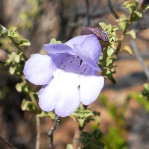 Prostanthera megacalyx, Hell Hole Gorge NP, Adavale