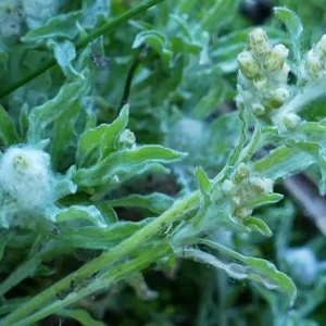 Pseudognaphalium luteoalbum, jersey cudweed, Cunnamulla
