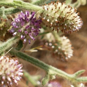 Pterocaulon sphacelatum, applebush, Bowra Wildlife Sanctuary, Cunnamulla