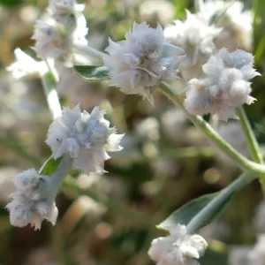 Ptilotus latifolius, tangled mulla mulla, Birdsville