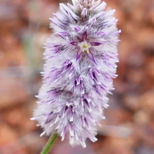Ptilotus leucocoma, Bowra Wildlife Sanctuary, Cunnamulla