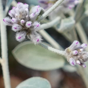 Ptilotus obovatus, silvertails, Tregole NP, Morven