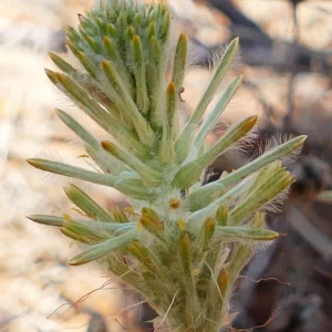 Ptilotus polystachyus, prince of wales feather, Charleville