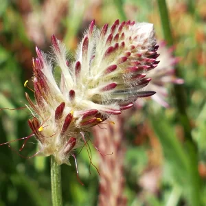 Ptilotus polystachyus var. polystachyus f. rubriflorus (NC), prince of wales feather, Thargomindah