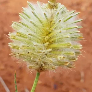 Ptilotus xerophilus, Bowra Wildlife Sanctuary, Cunnamulla