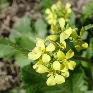 Rapistrum rugosum, turnip weed, 99, Warra