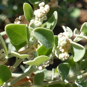 Rhagodia spinescens, hedge salt-bush, Charleville