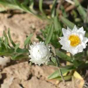 Rhodanthe floribunda, common white sunray, Charleville