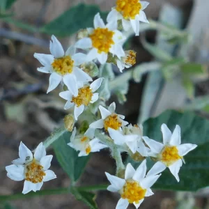 Rhodanthe troedelii, Thargomindah
